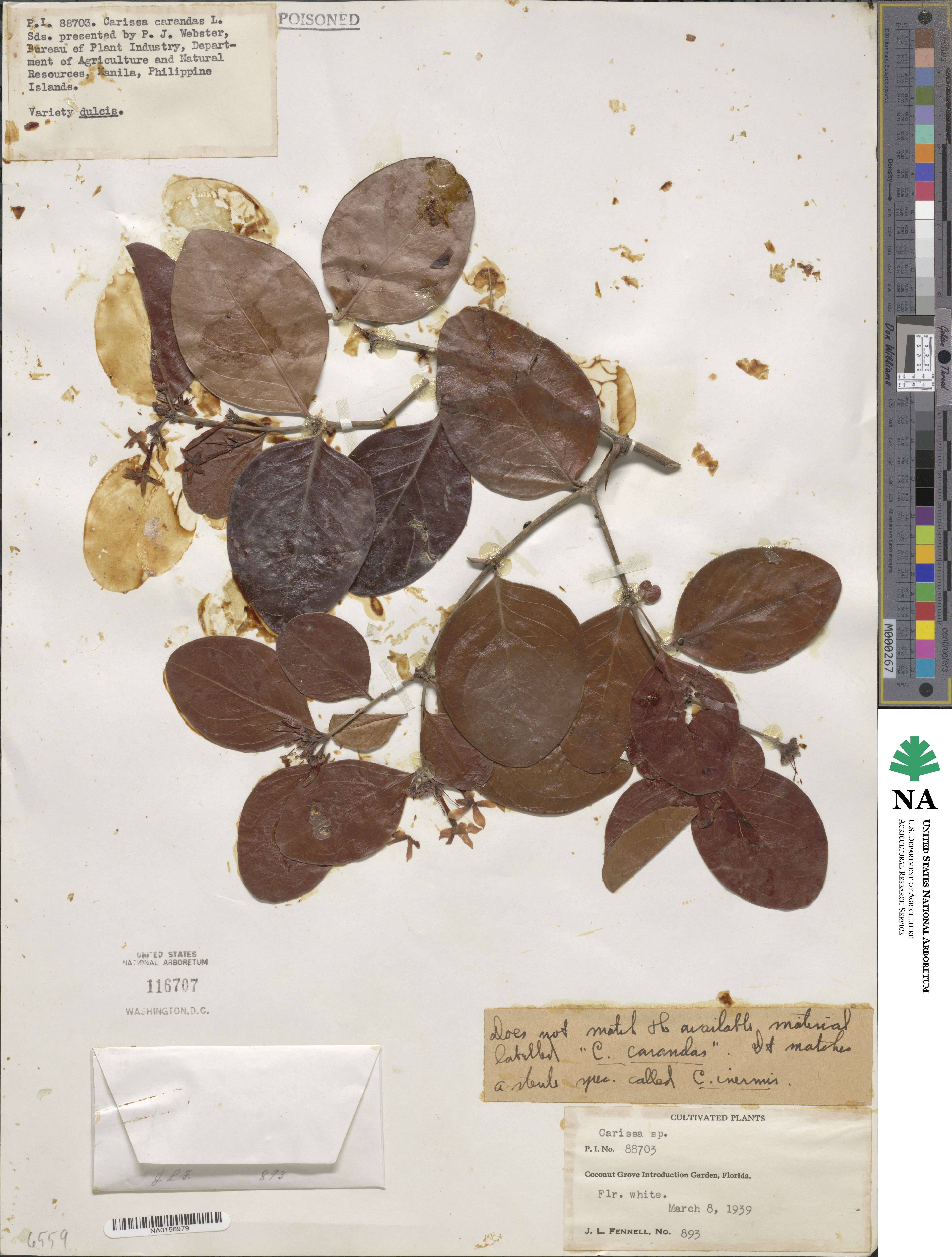 Carissa inermis image