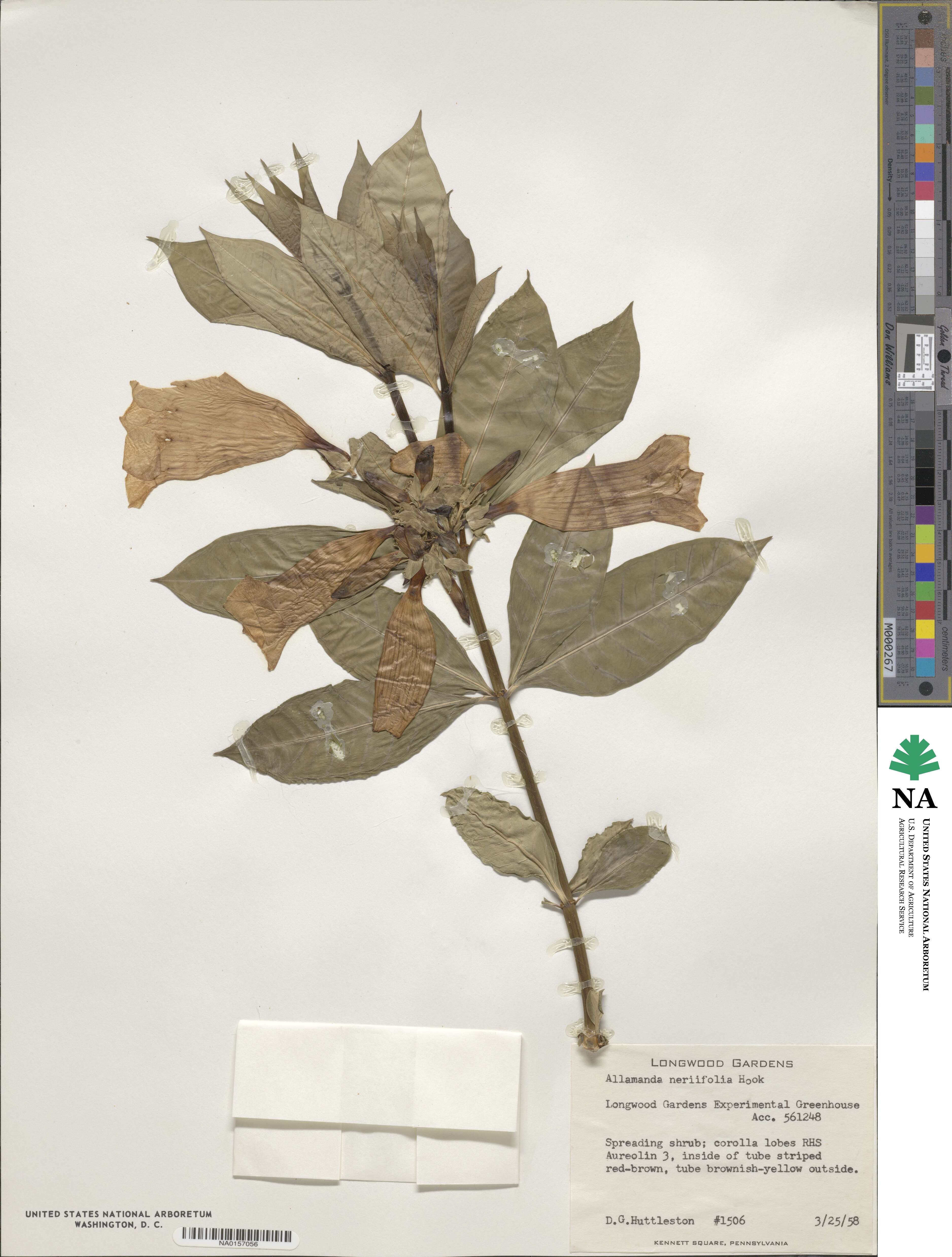 Allamanda schottii image
