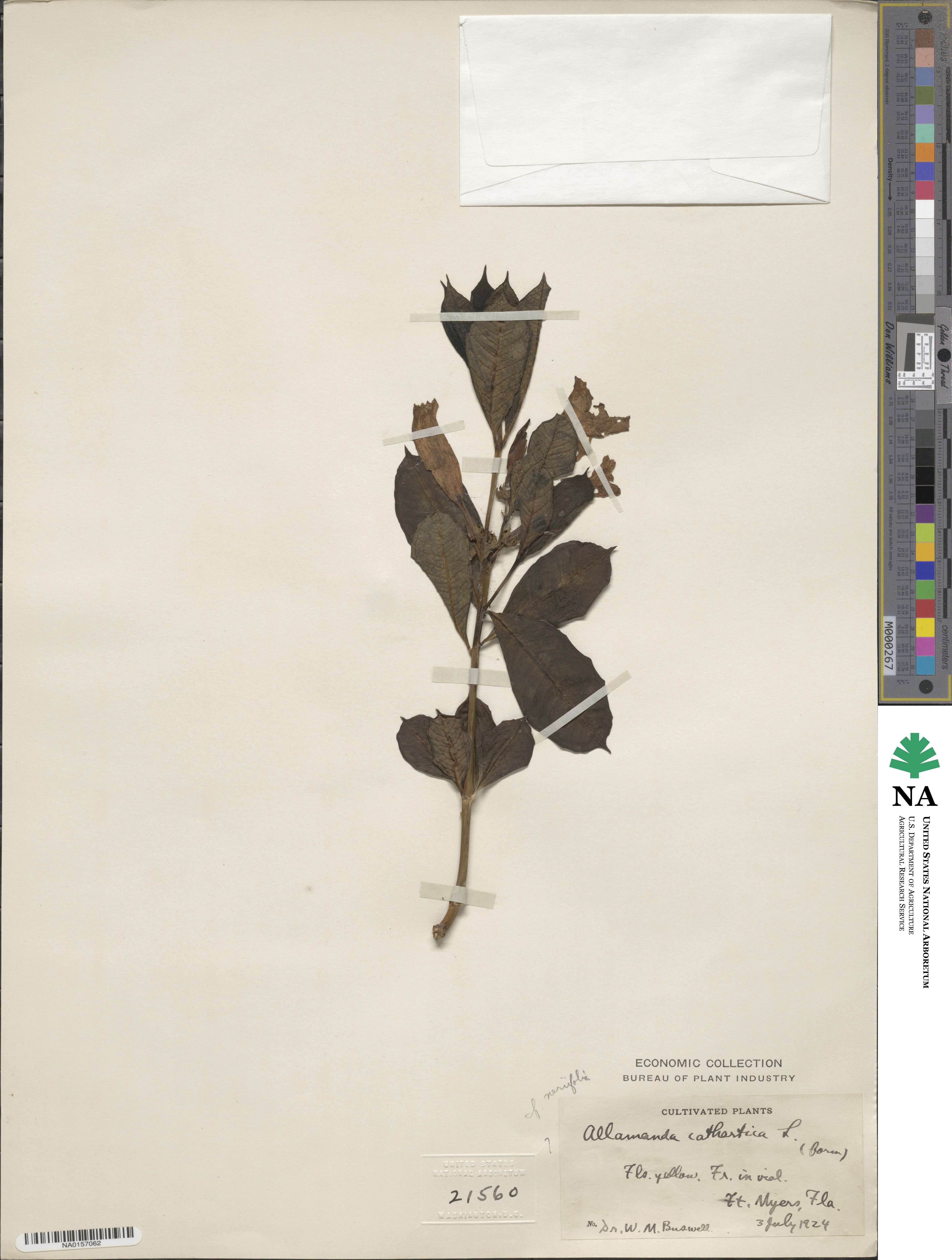 Rauvolfioideae image