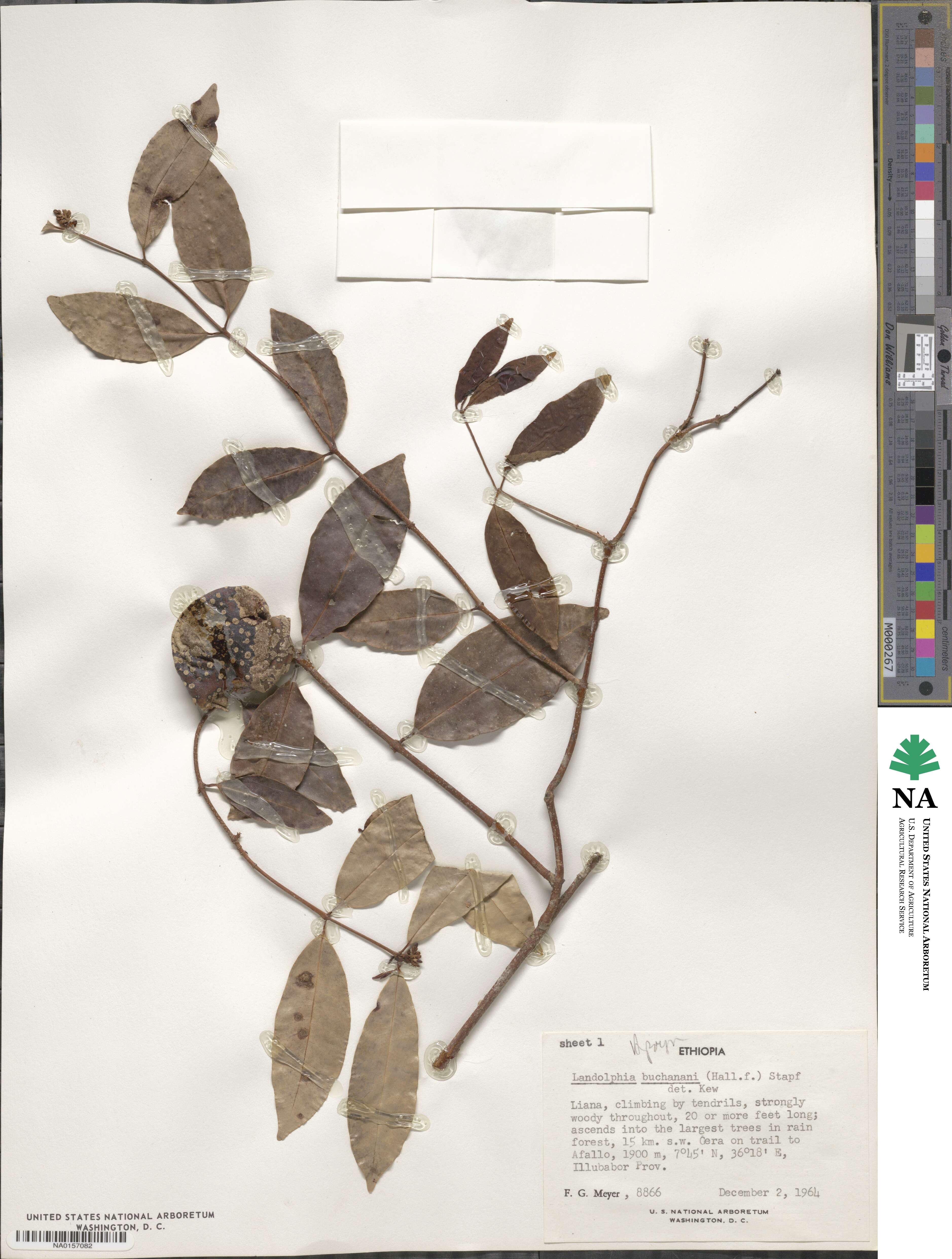 Landolphia buchananii image