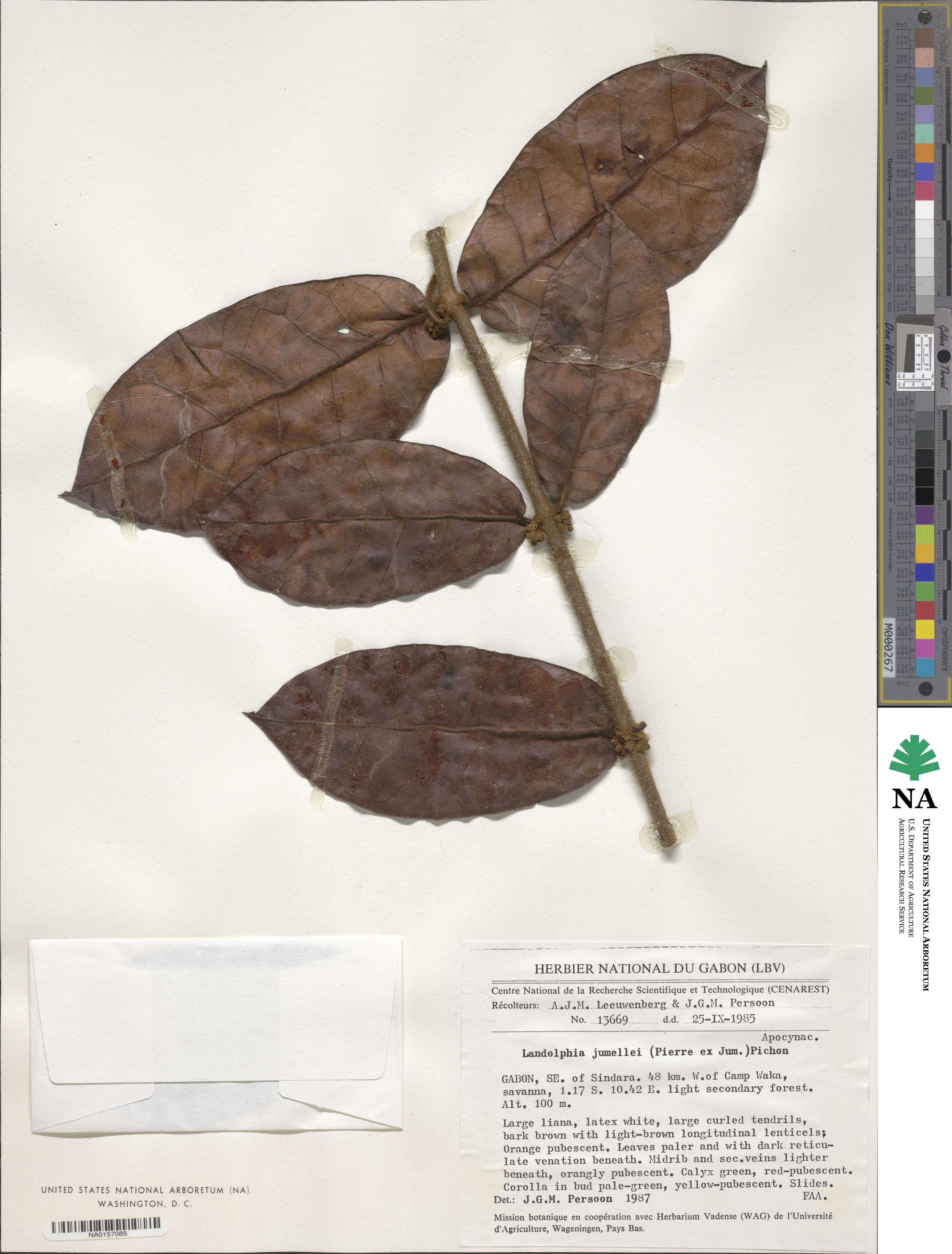 Landolphia jumellei image