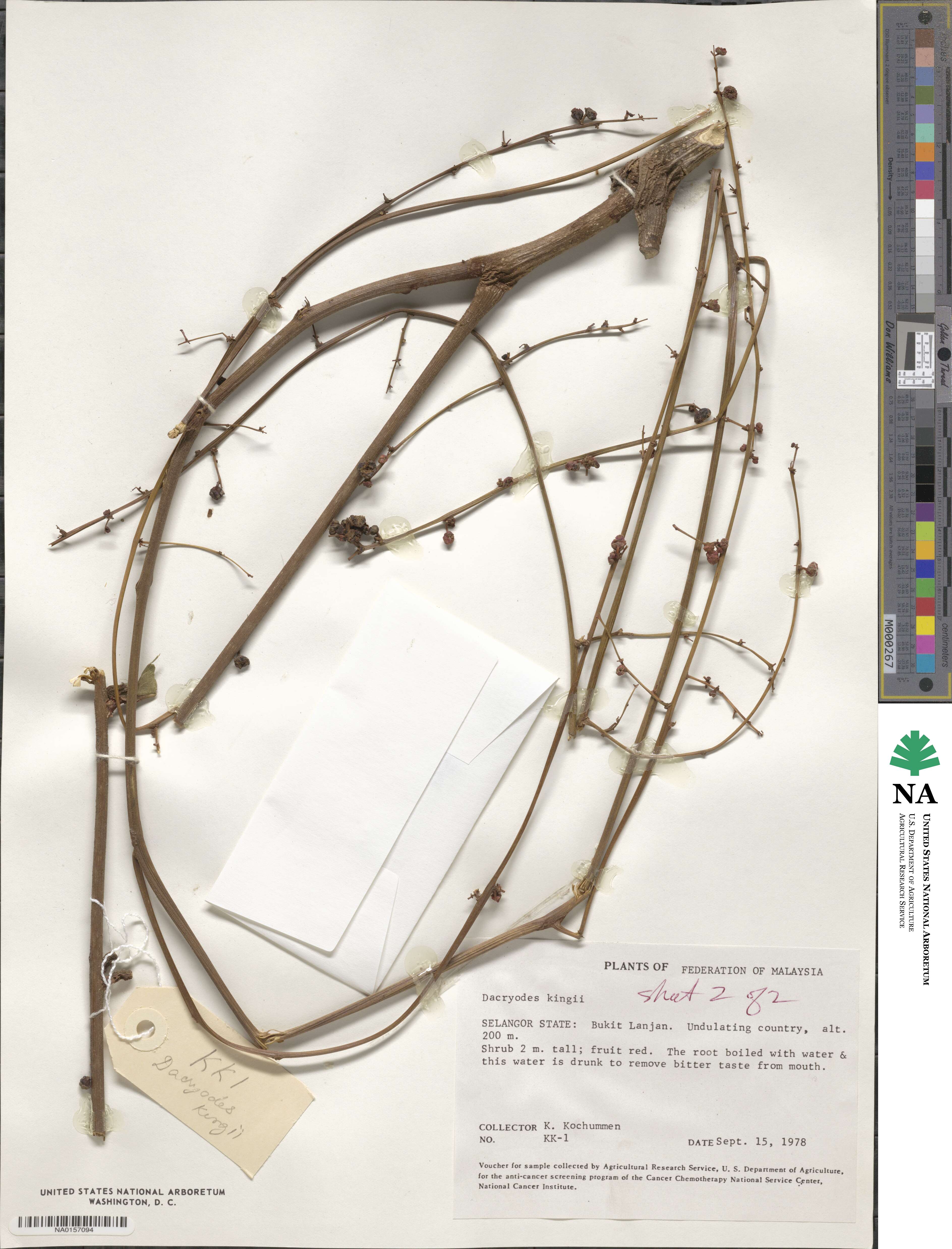 Dictyophleba lucida image