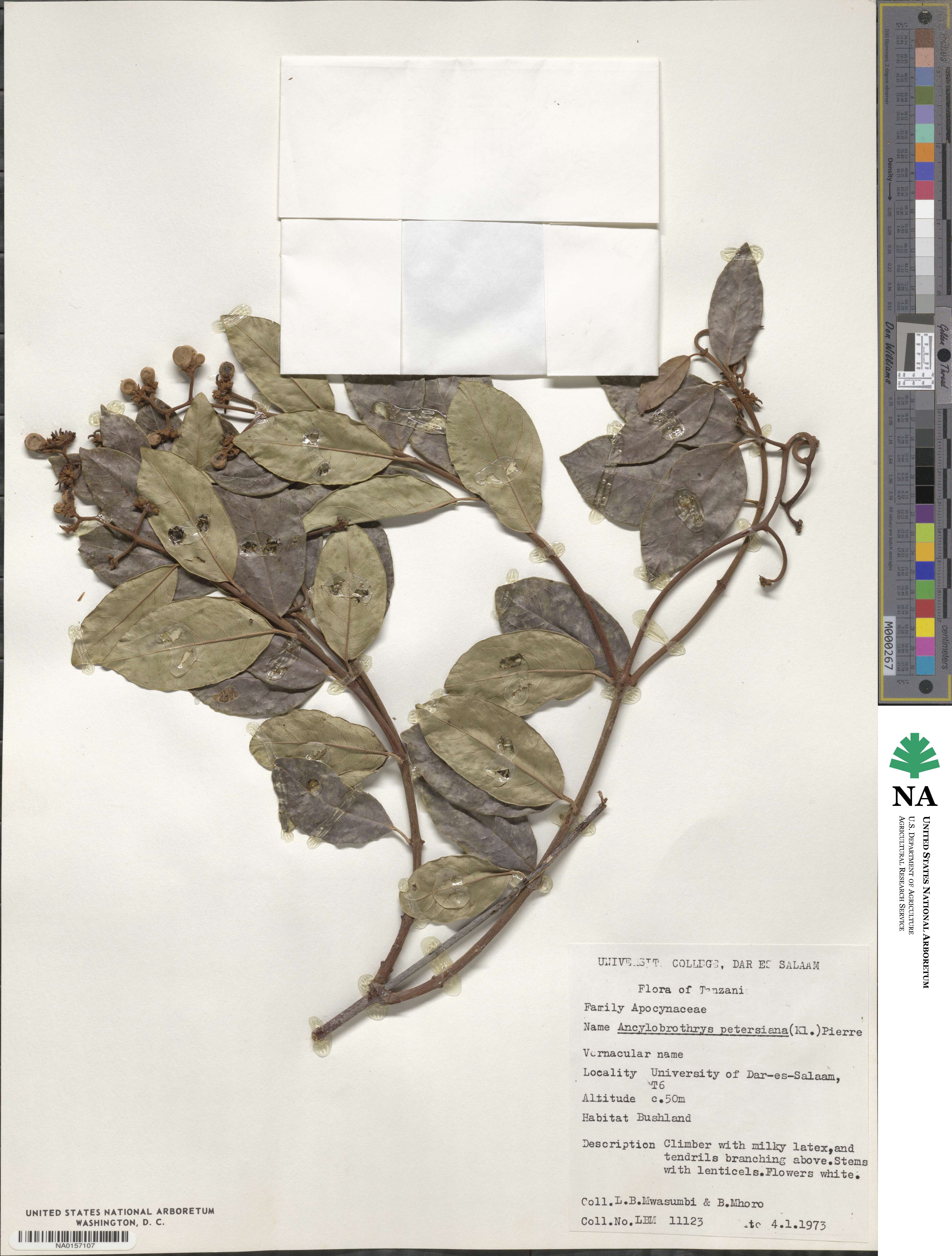 Ancylobotrys petersiana image