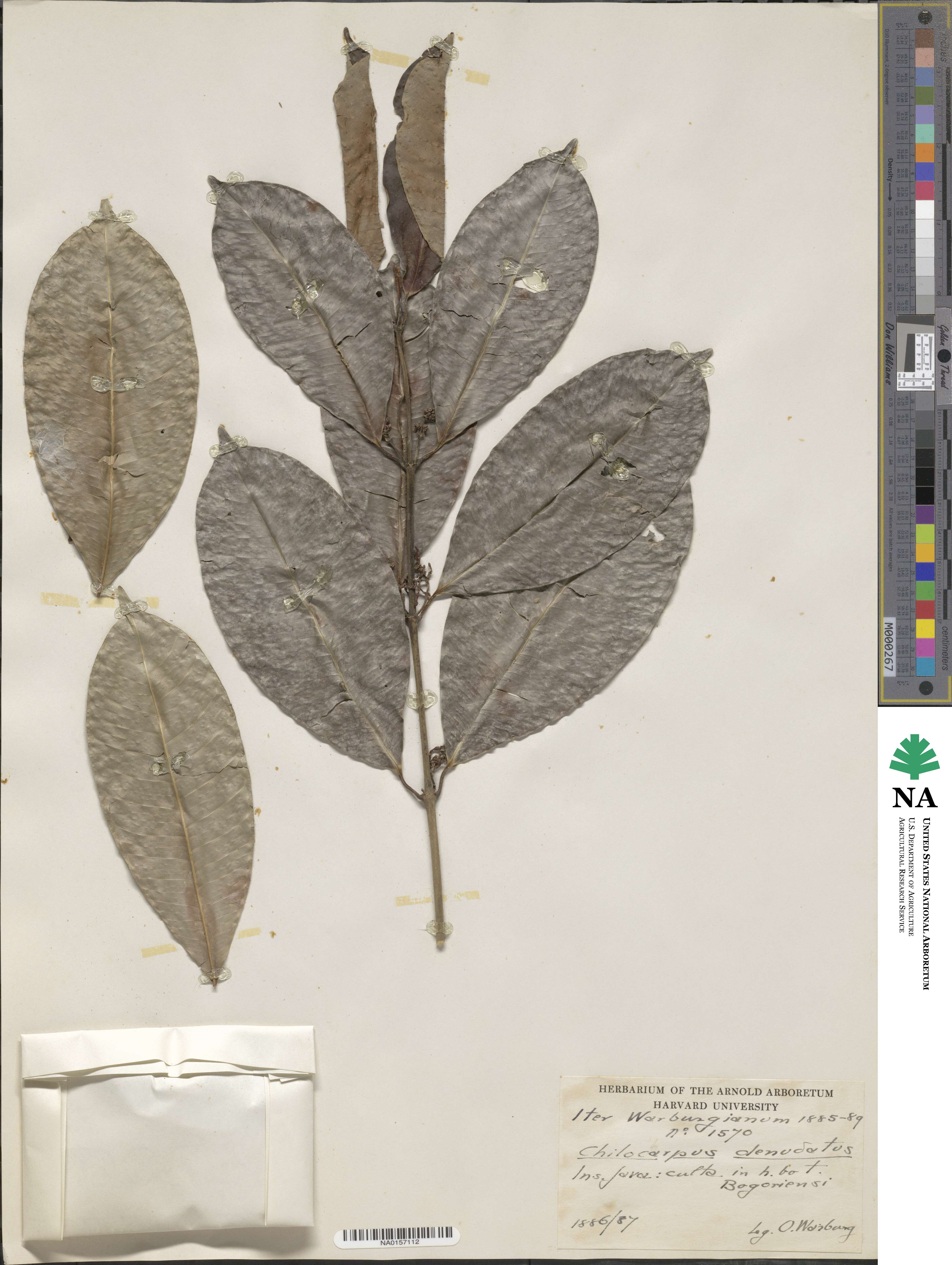 Chilocarpus denudatus image