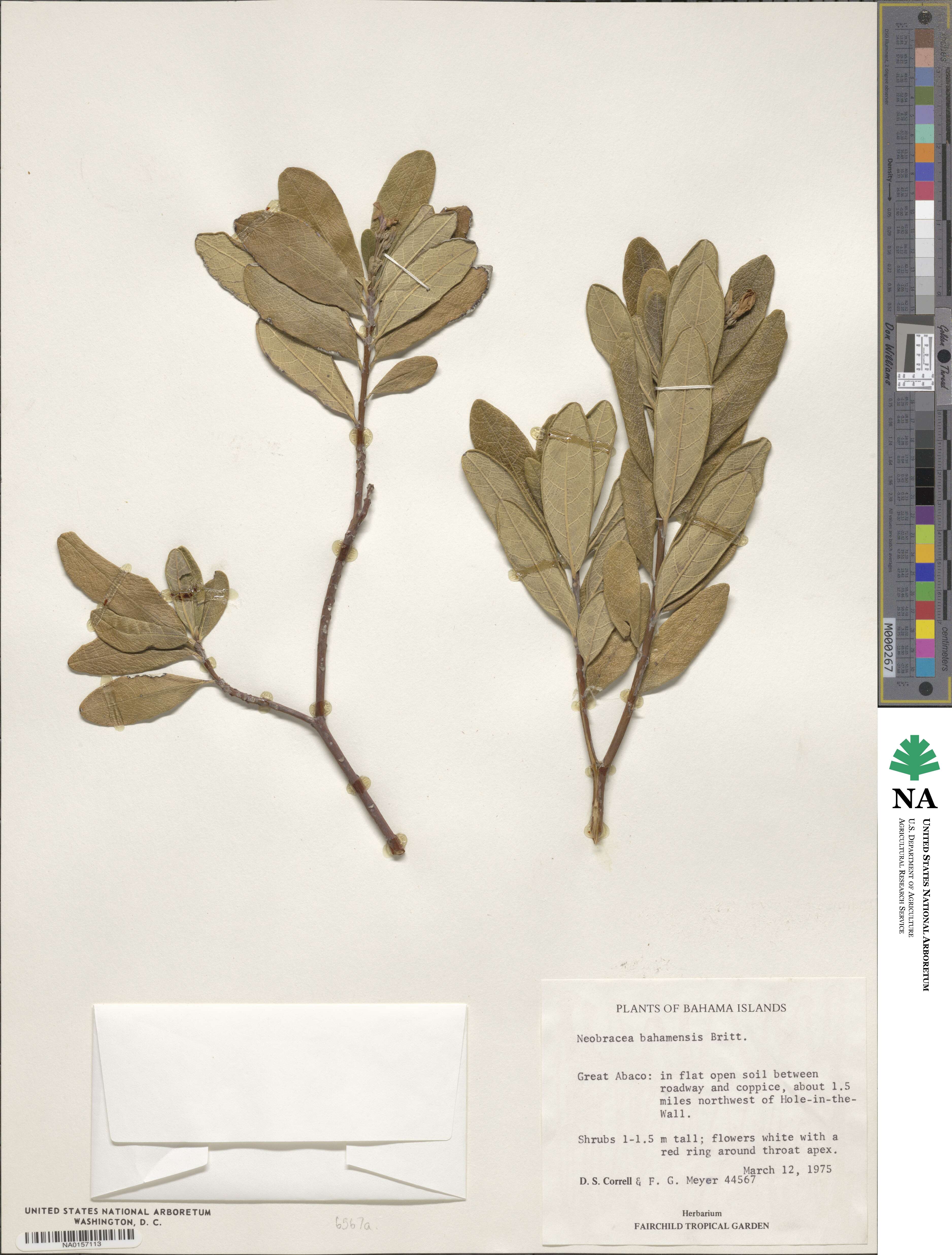 Neobracea bahamensis image