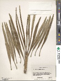 Image of Plumeria alba