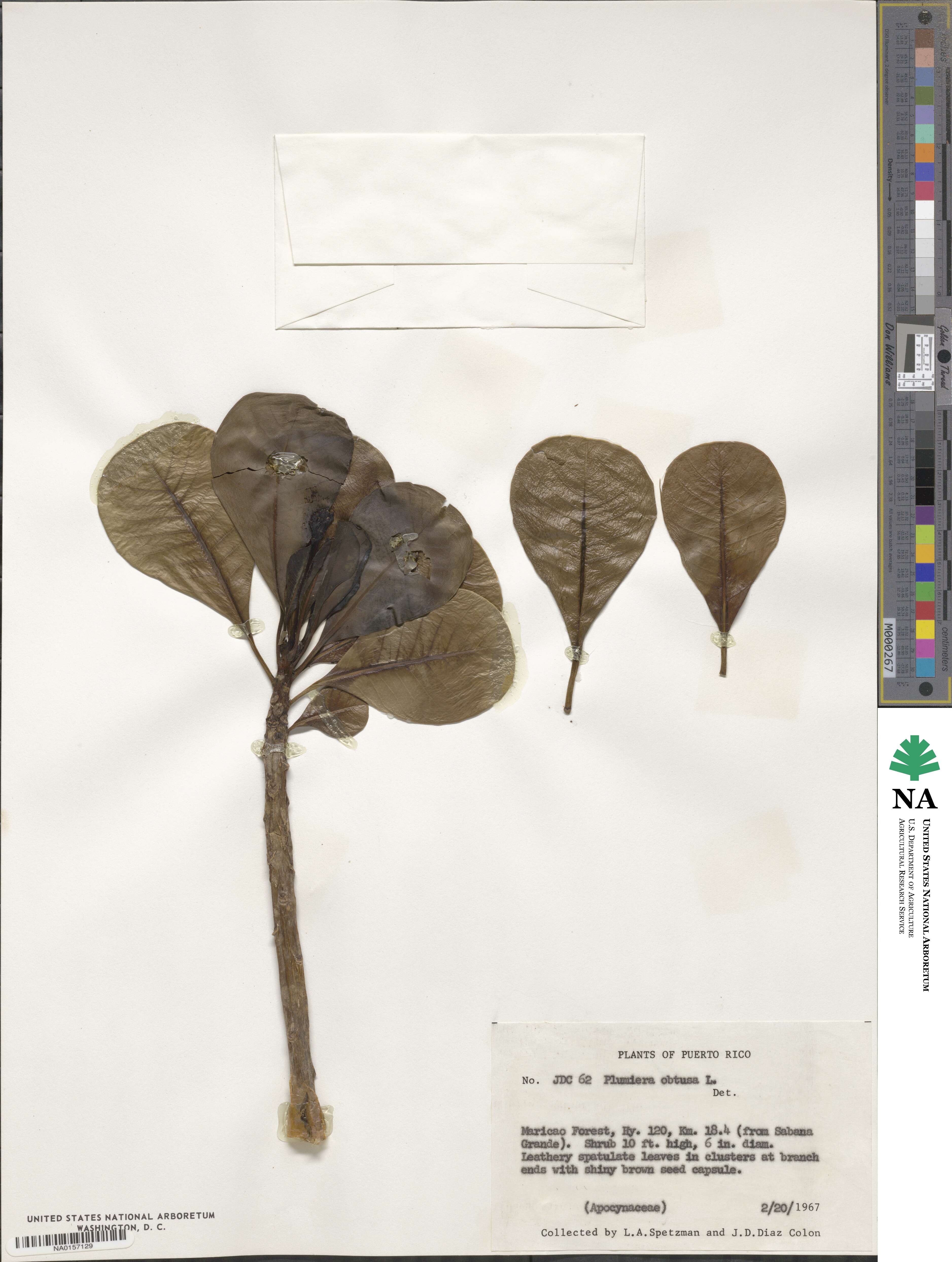 Plumeria obtusa image