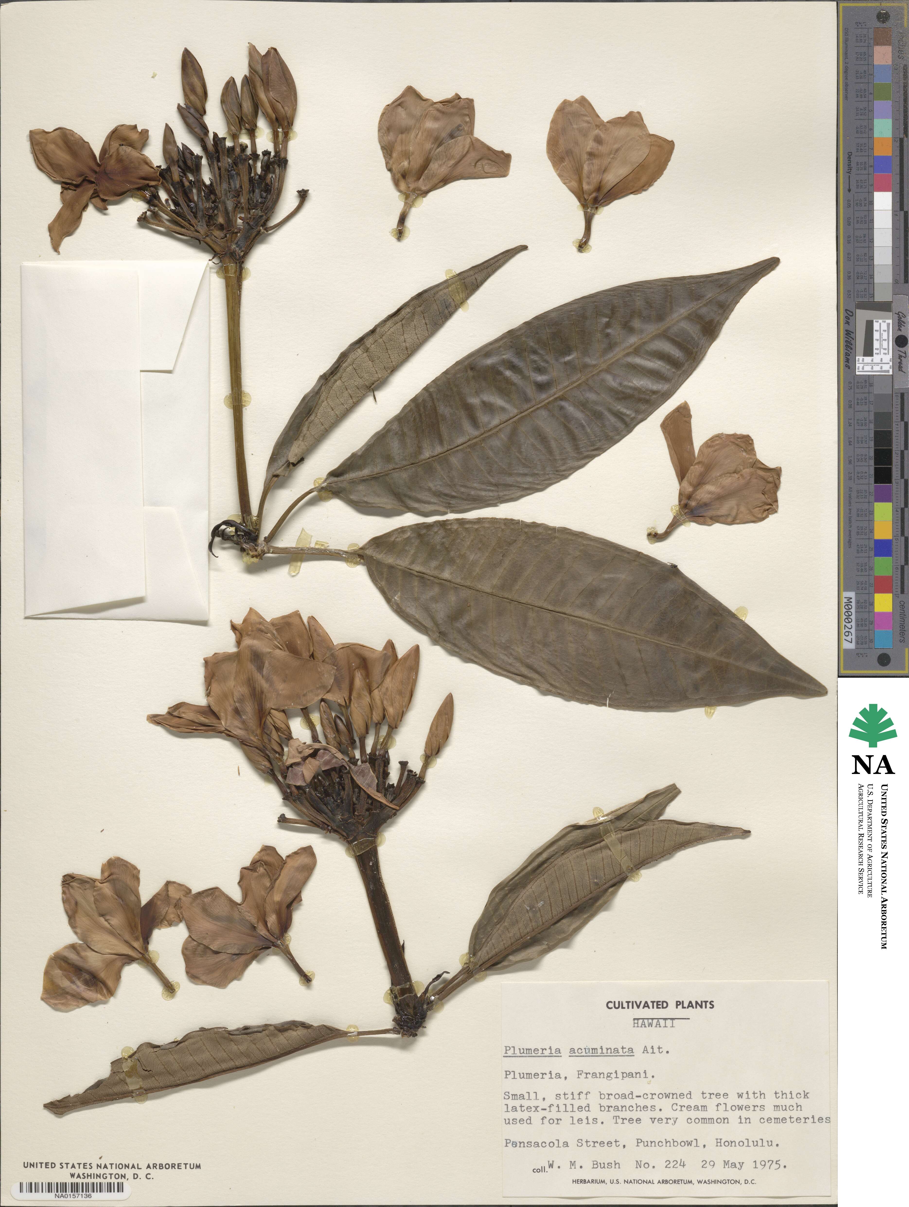 Plumeria rubra image