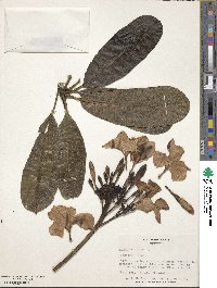 Plumeria obtusa image
