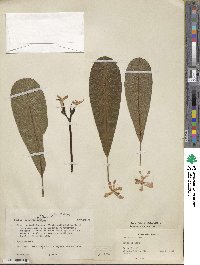 Plumeria obtusa image