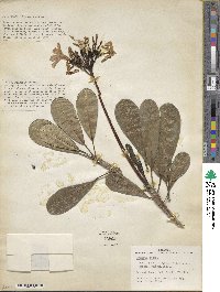 Plumeria obtusa image