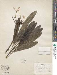 Image of Plumeria sericifolia