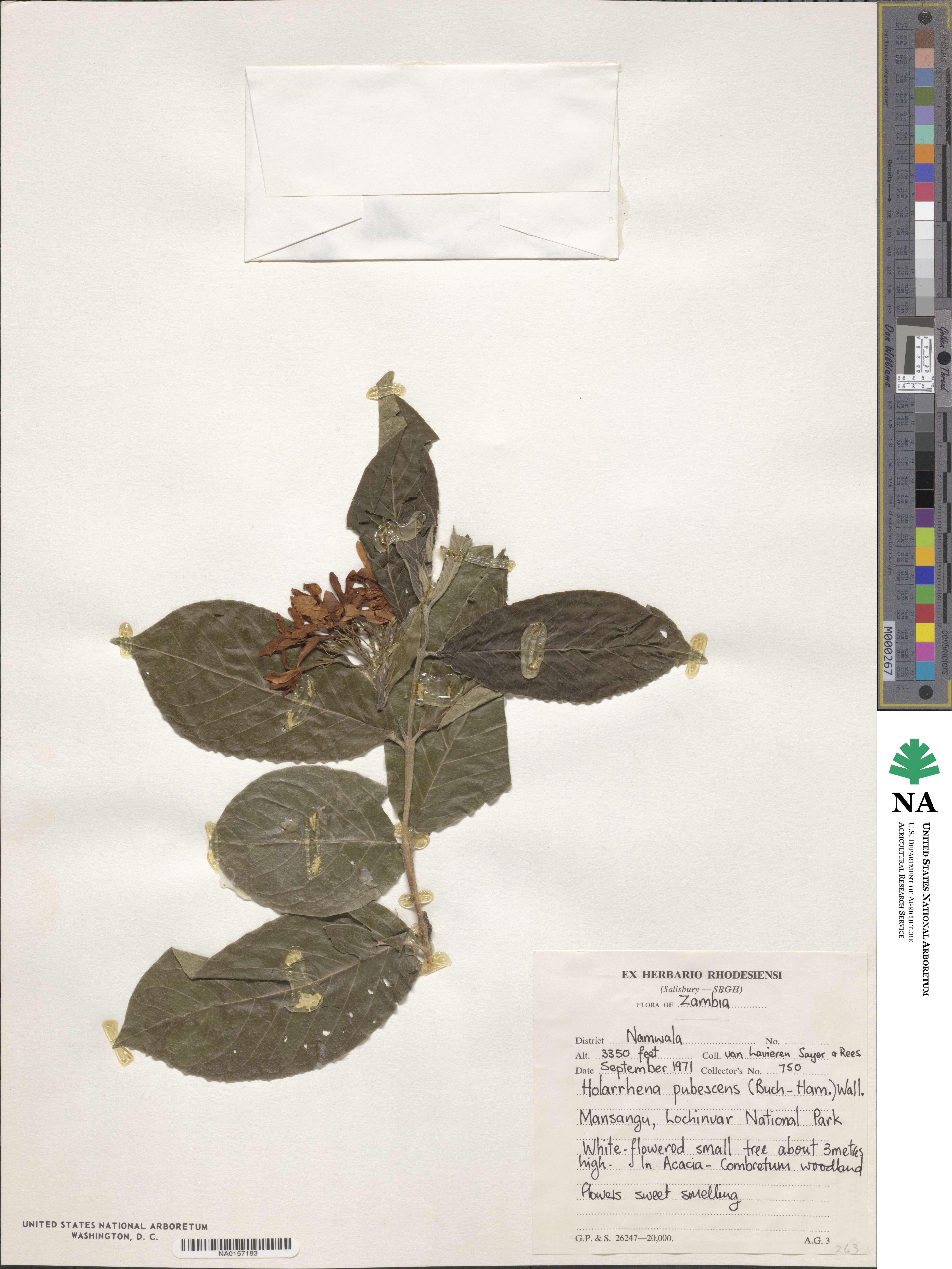 Holarrhena pubescens image