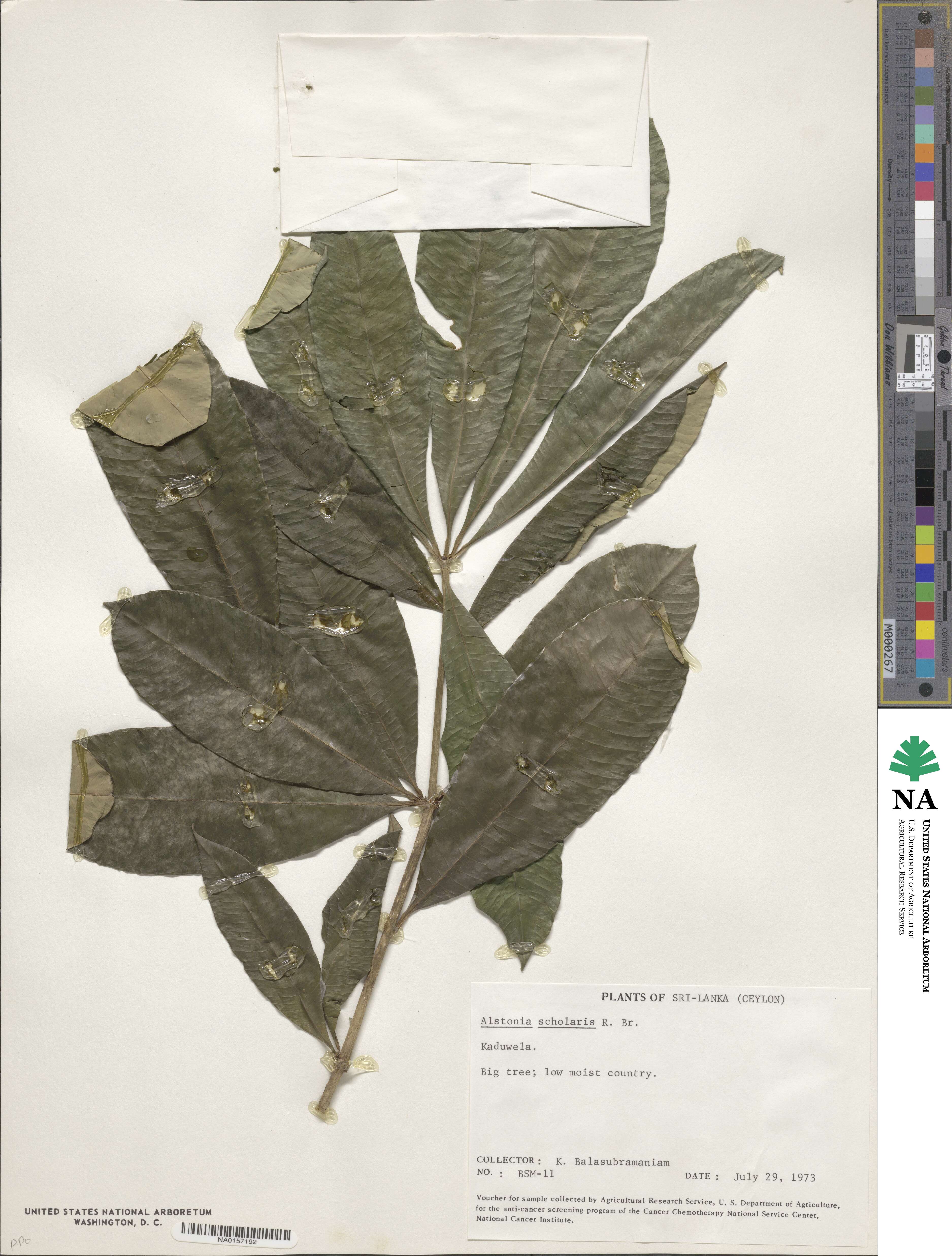 Alstonia scholaris image