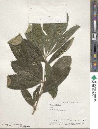 Alstonia scholaris image