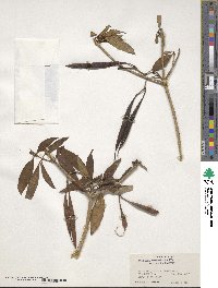 Alstonia venenata image