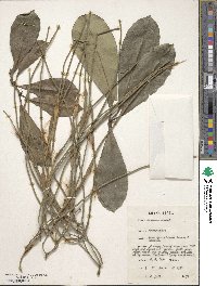 Alstonia boonei image