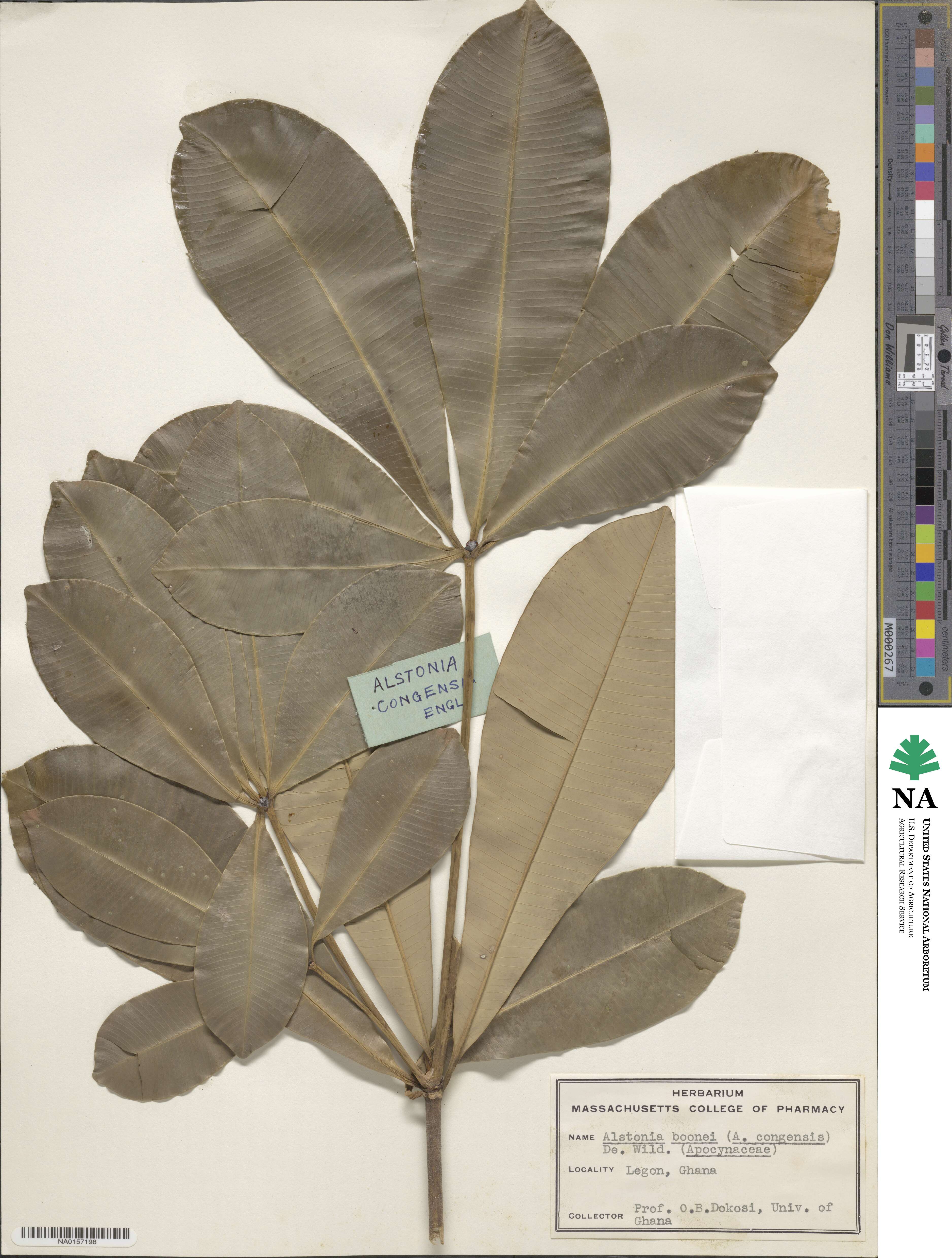 Alstonia boonei image