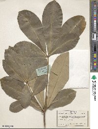 Alstonia boonei image