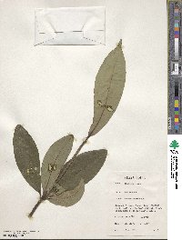 Alstonia boonei image