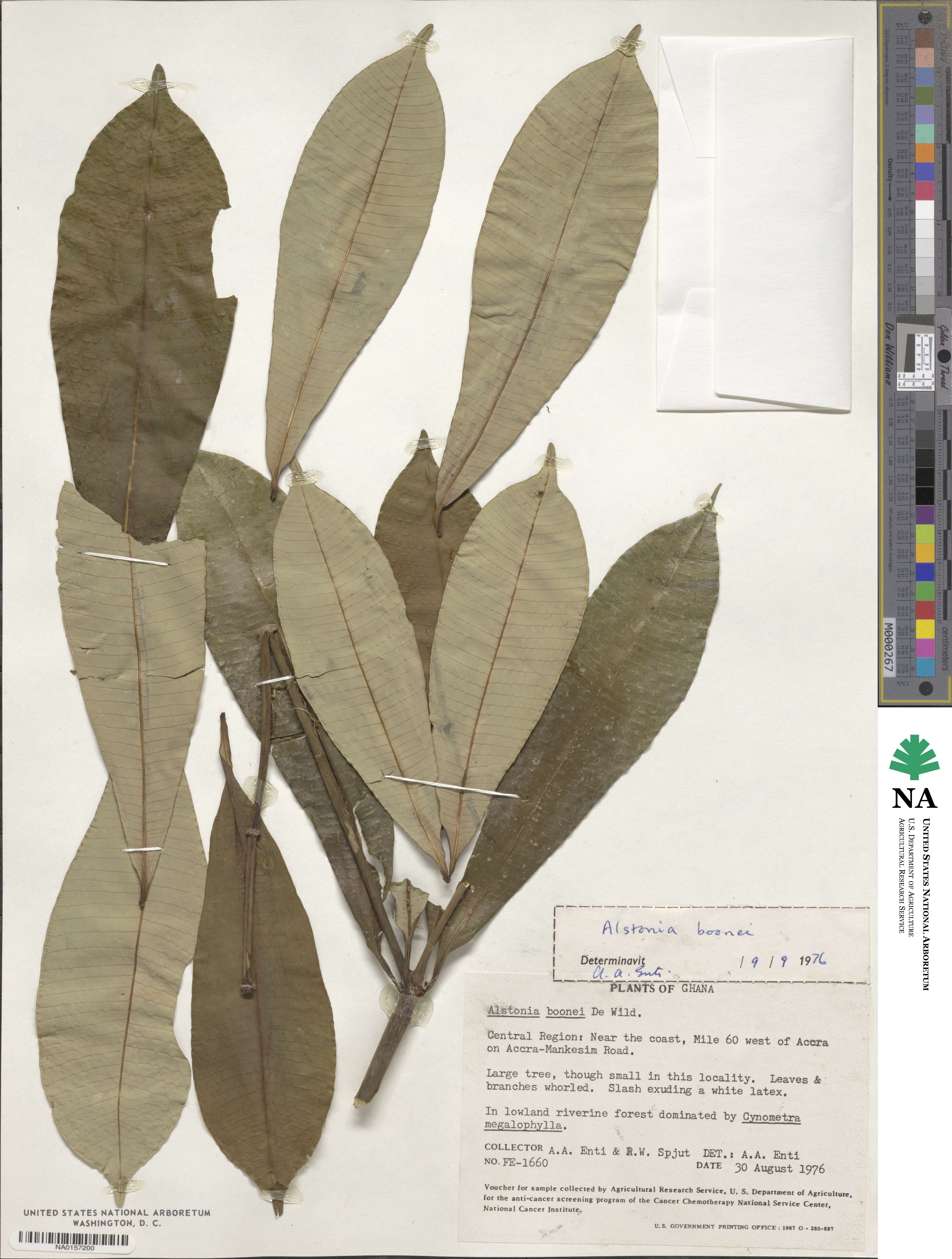 Alstonia boonei image