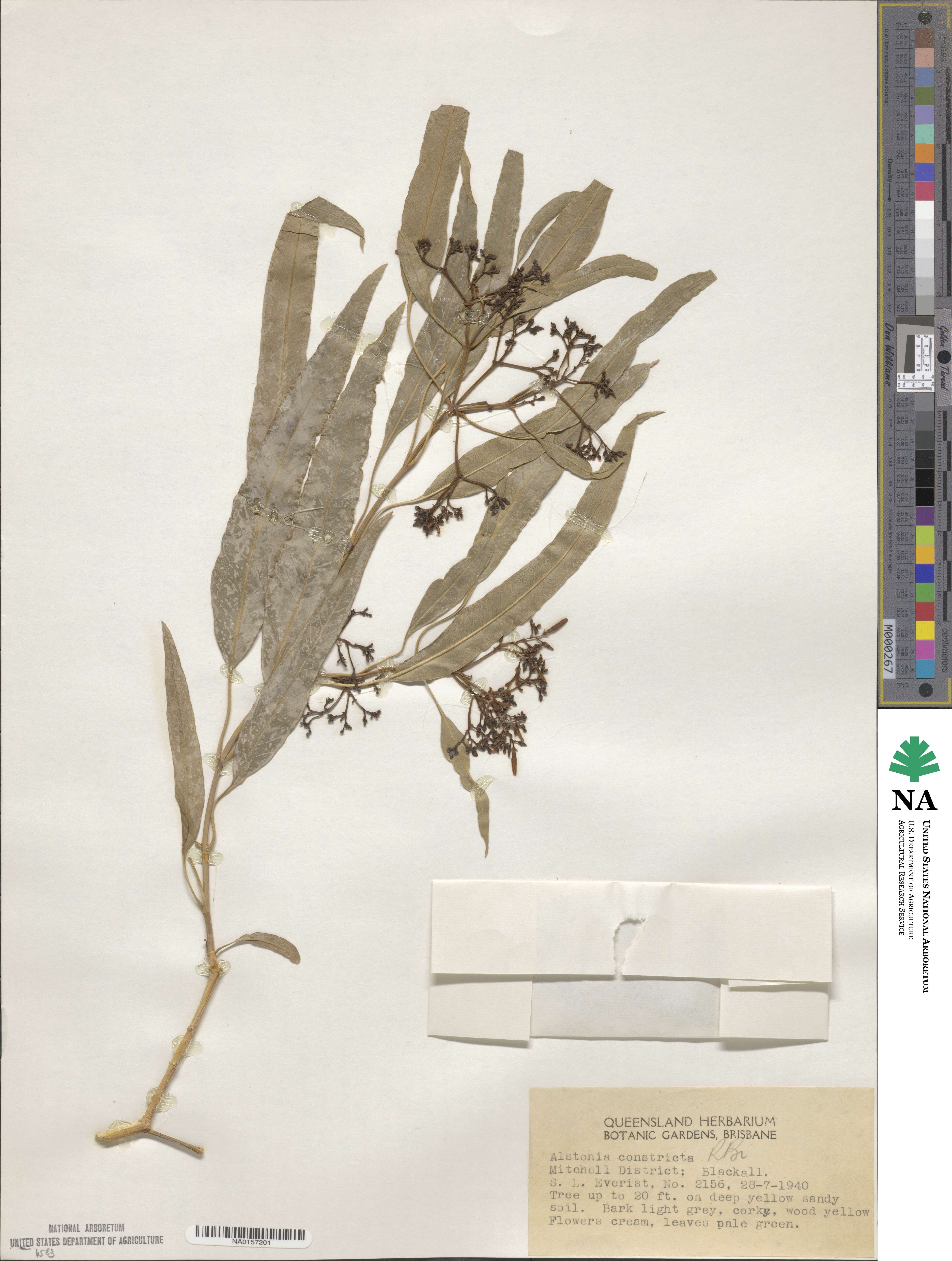 Alstonia mollis image