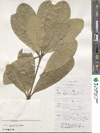 Alstonia scholaris image