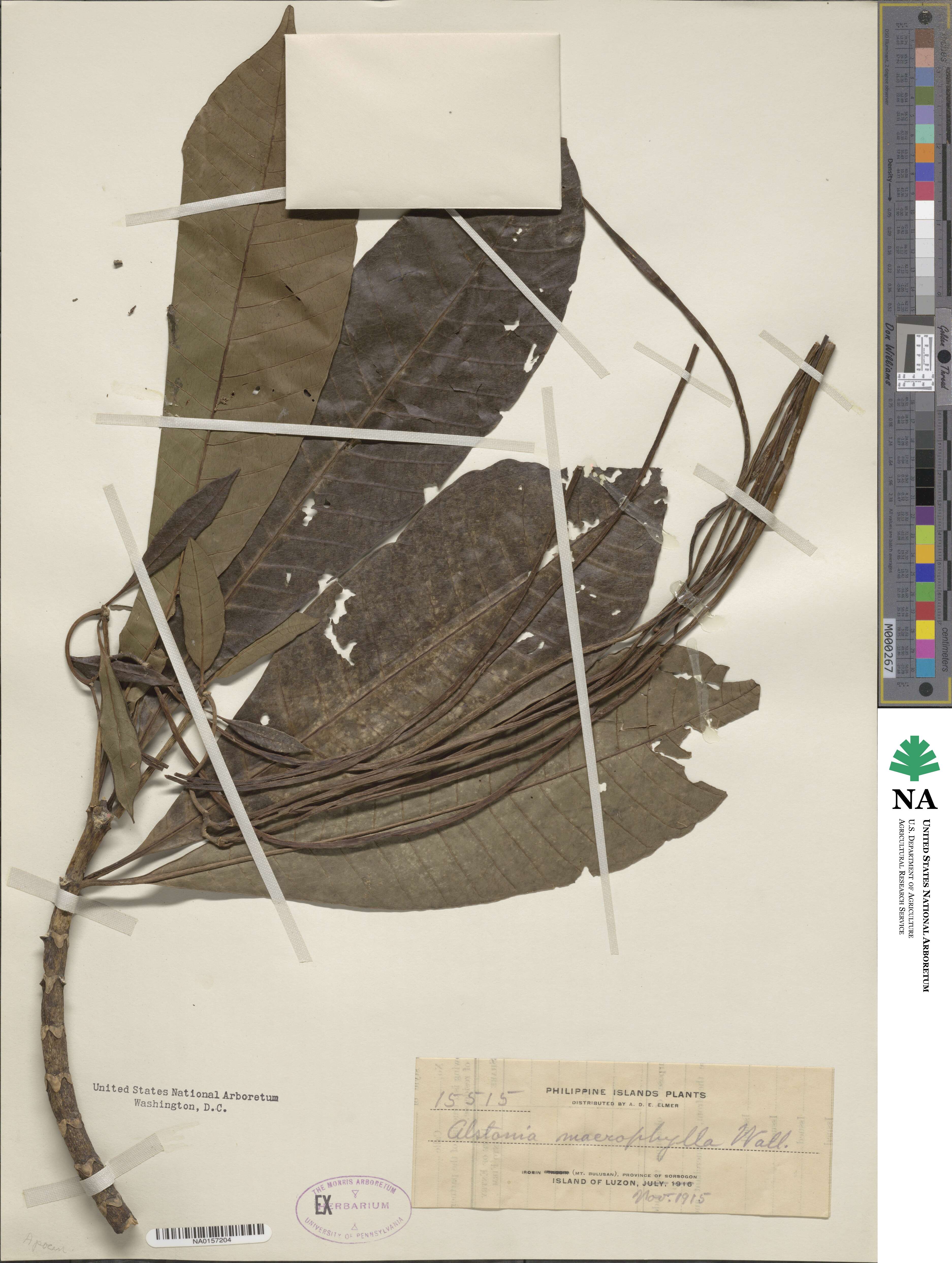 Alstonia macrophylla image