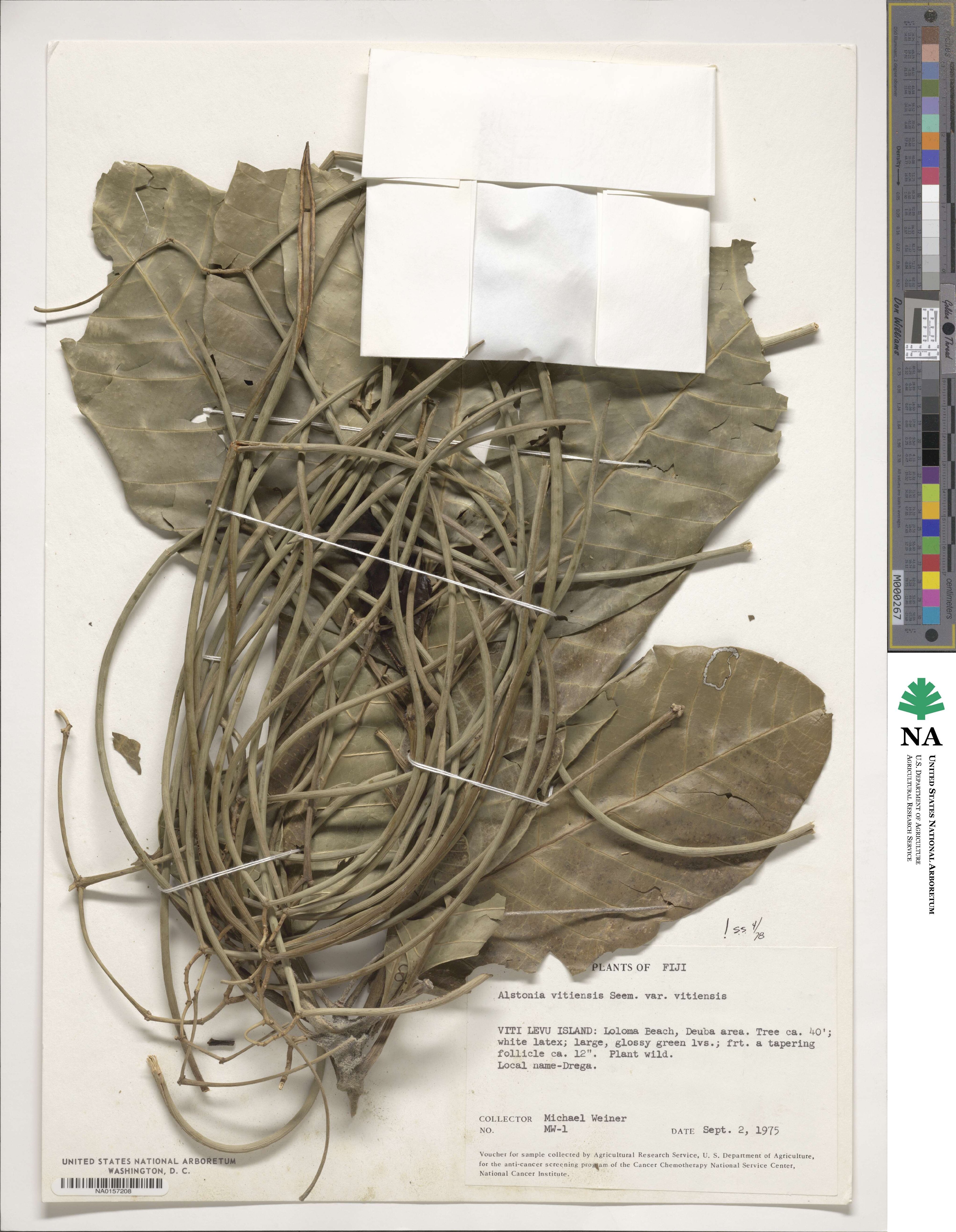 Alstonia costata image