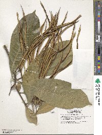 Alstonia macrophylla image