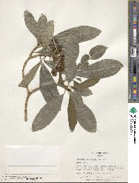 Alstonia scholaris image