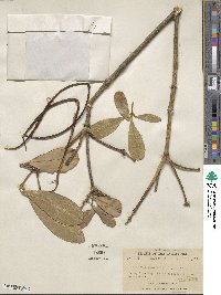 Alstonia scholaris image