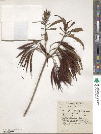 Alstonia venenata image