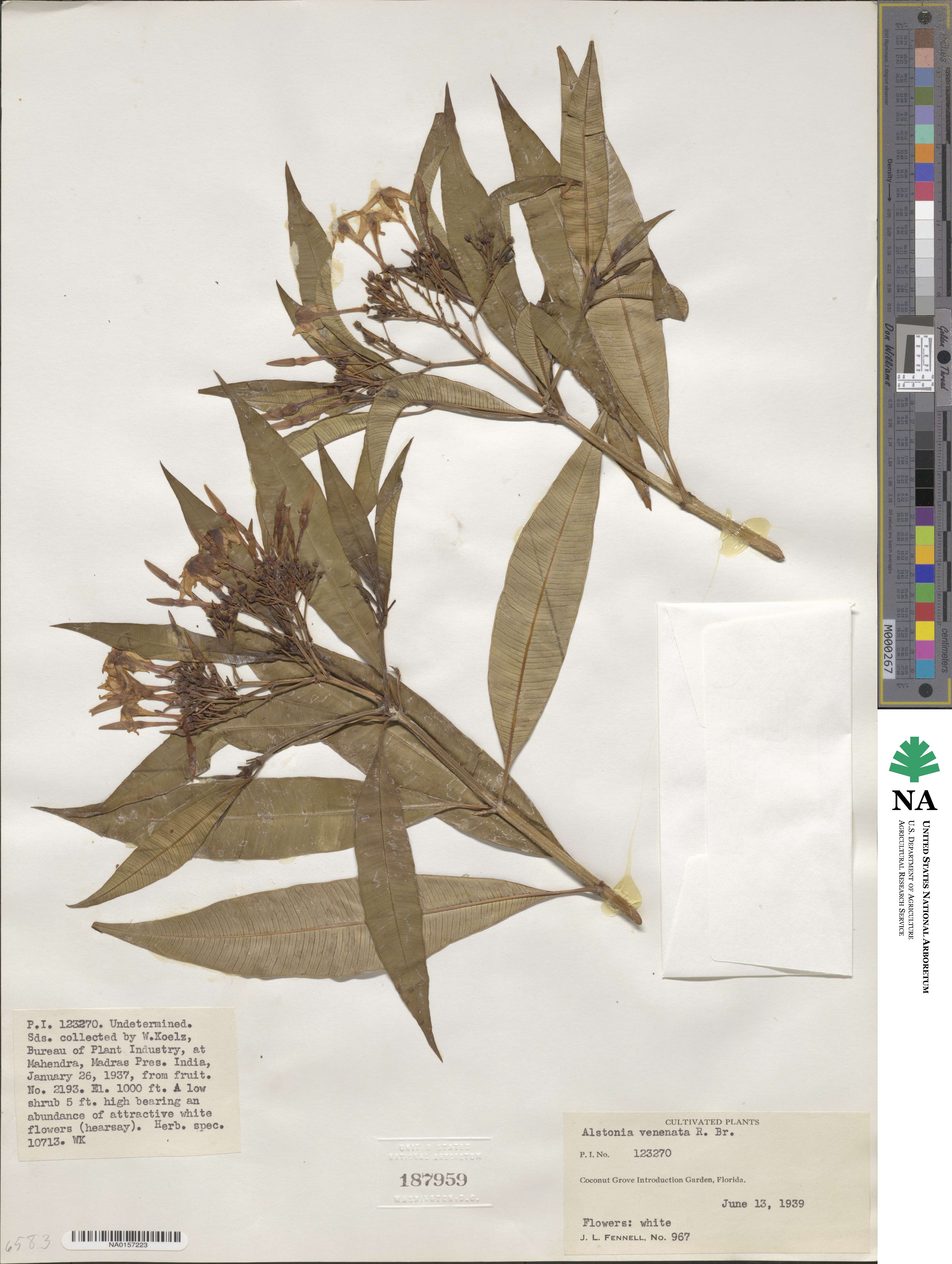 Alstonia venenata image