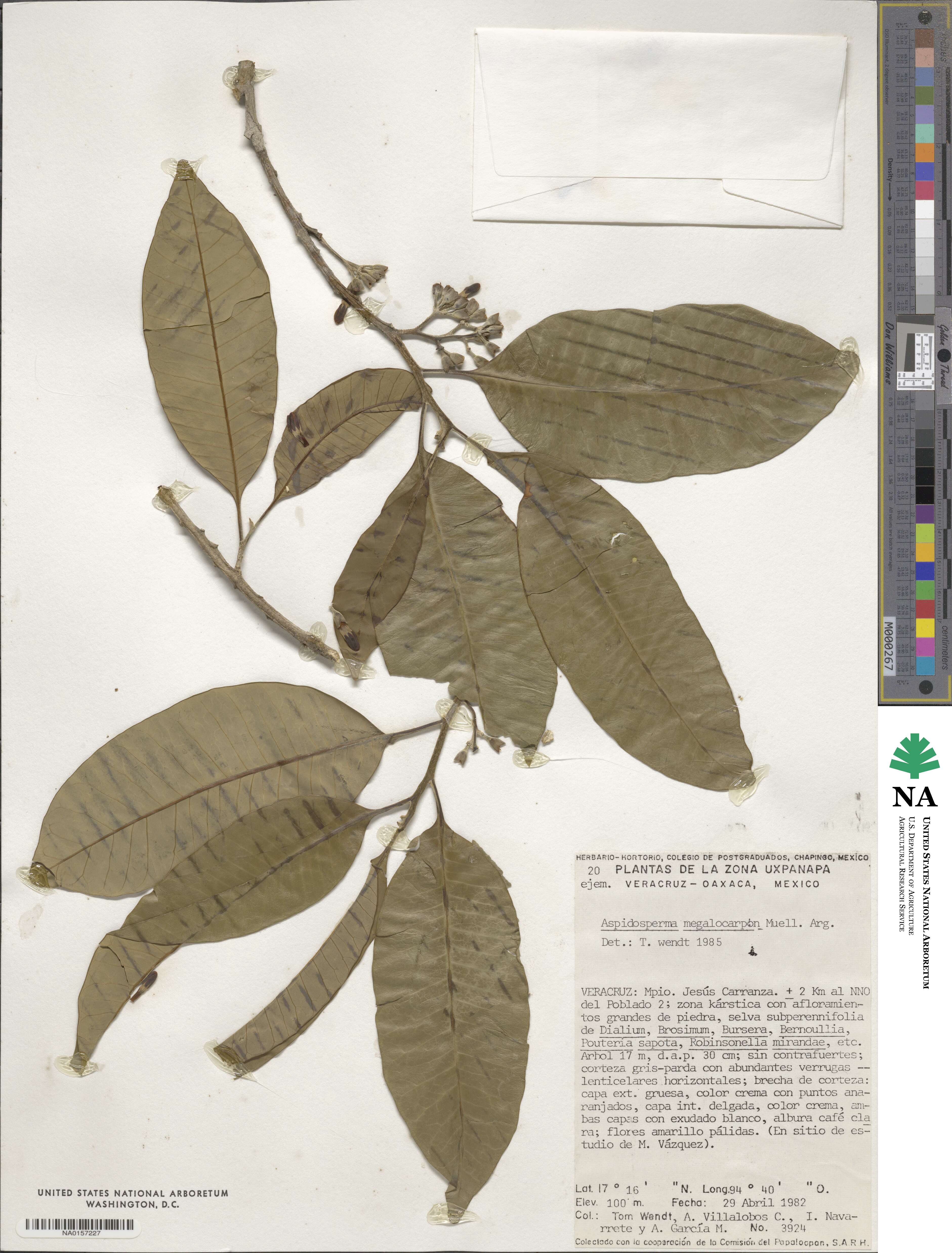 Aspidosperma megalocarpon image