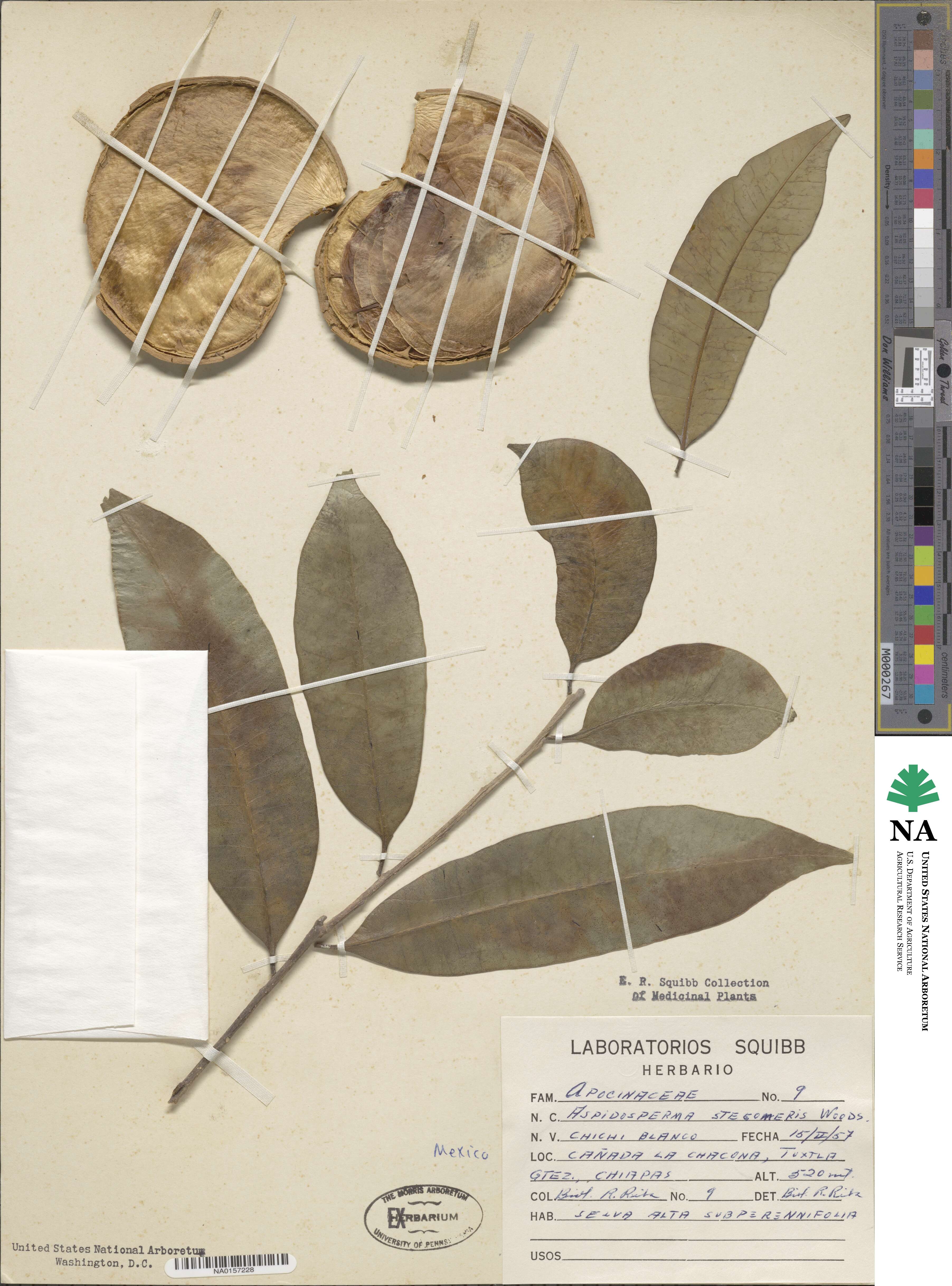 Aspidosperma megalocarpon image