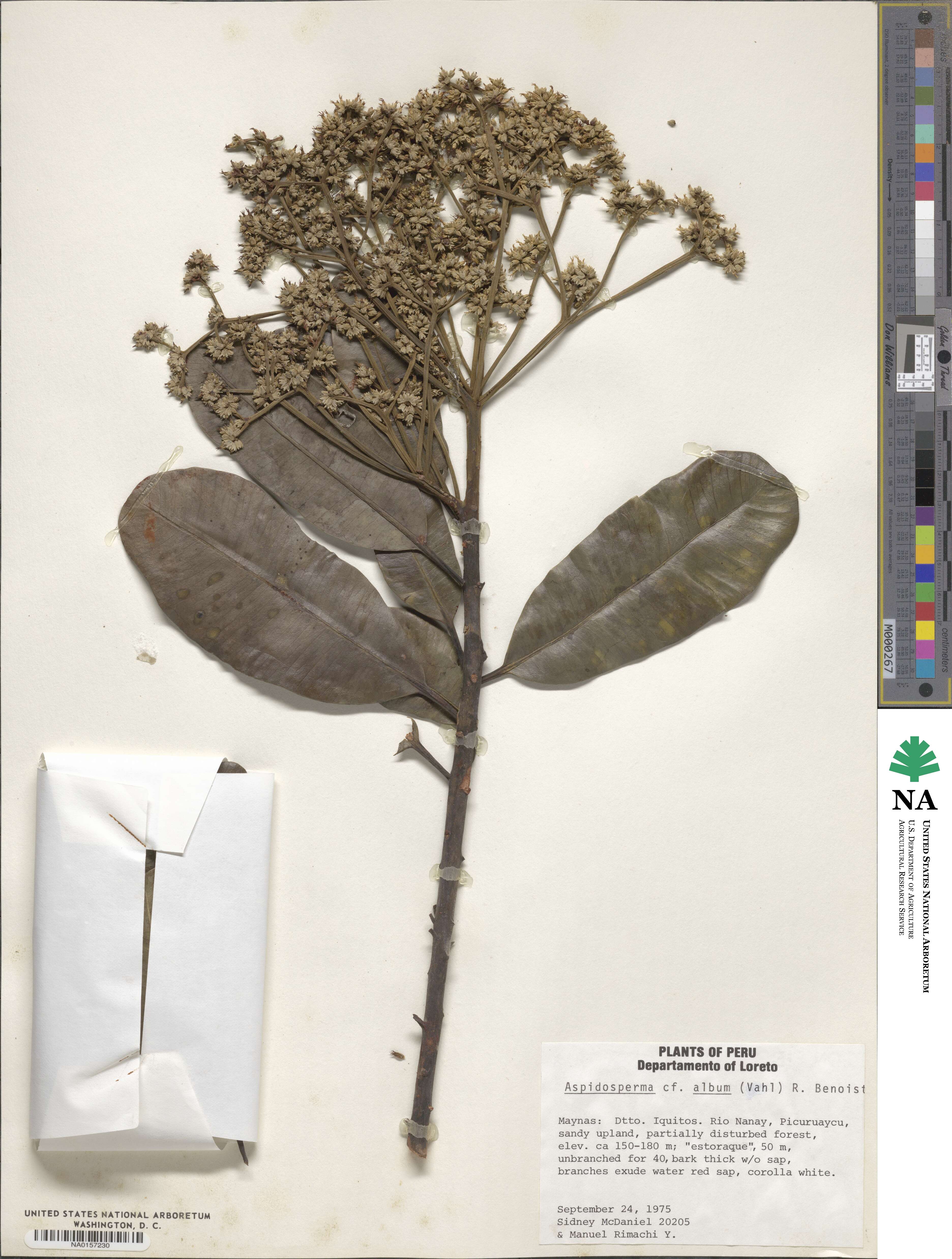 Aspidosperma album image