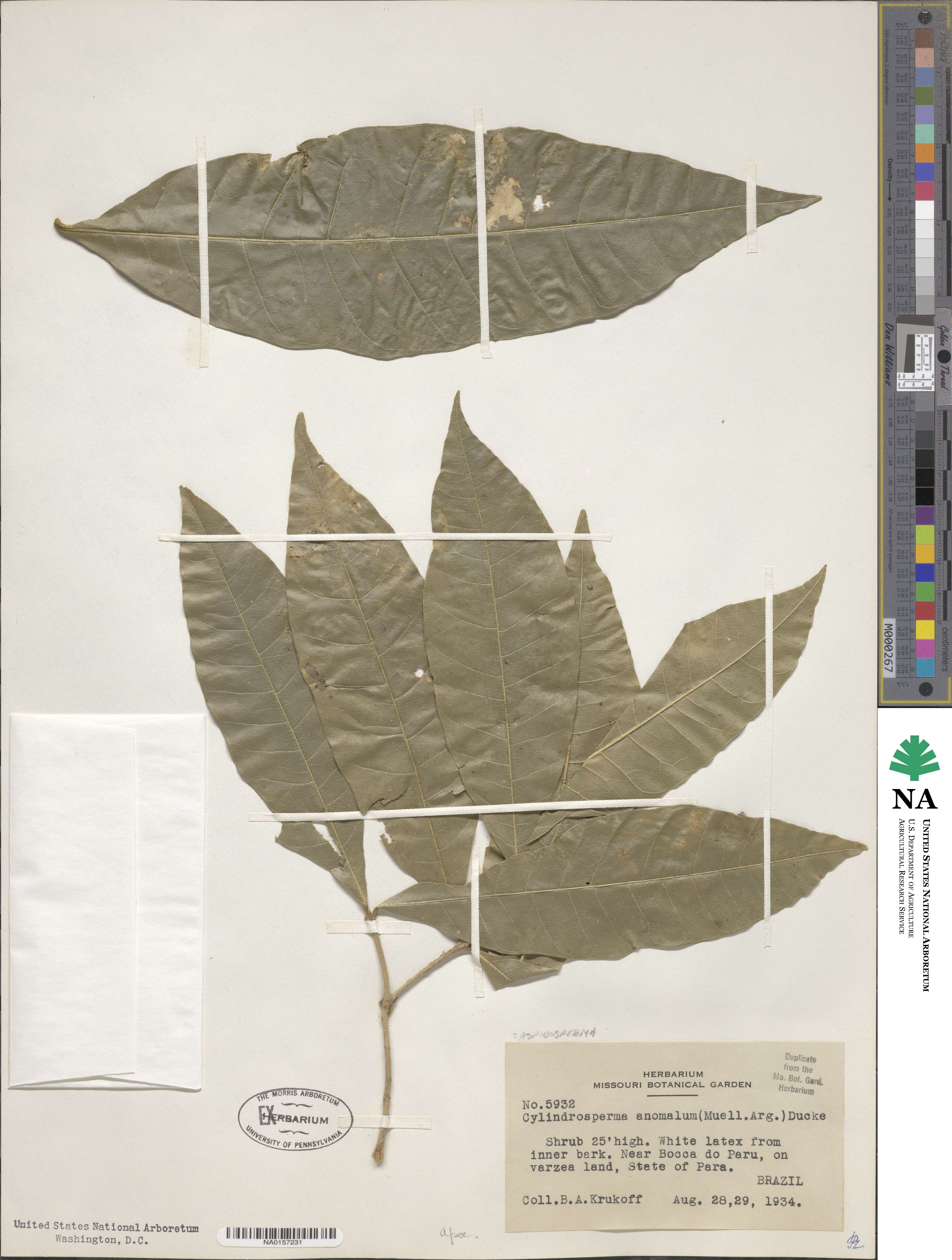 Microplumeria anomala image