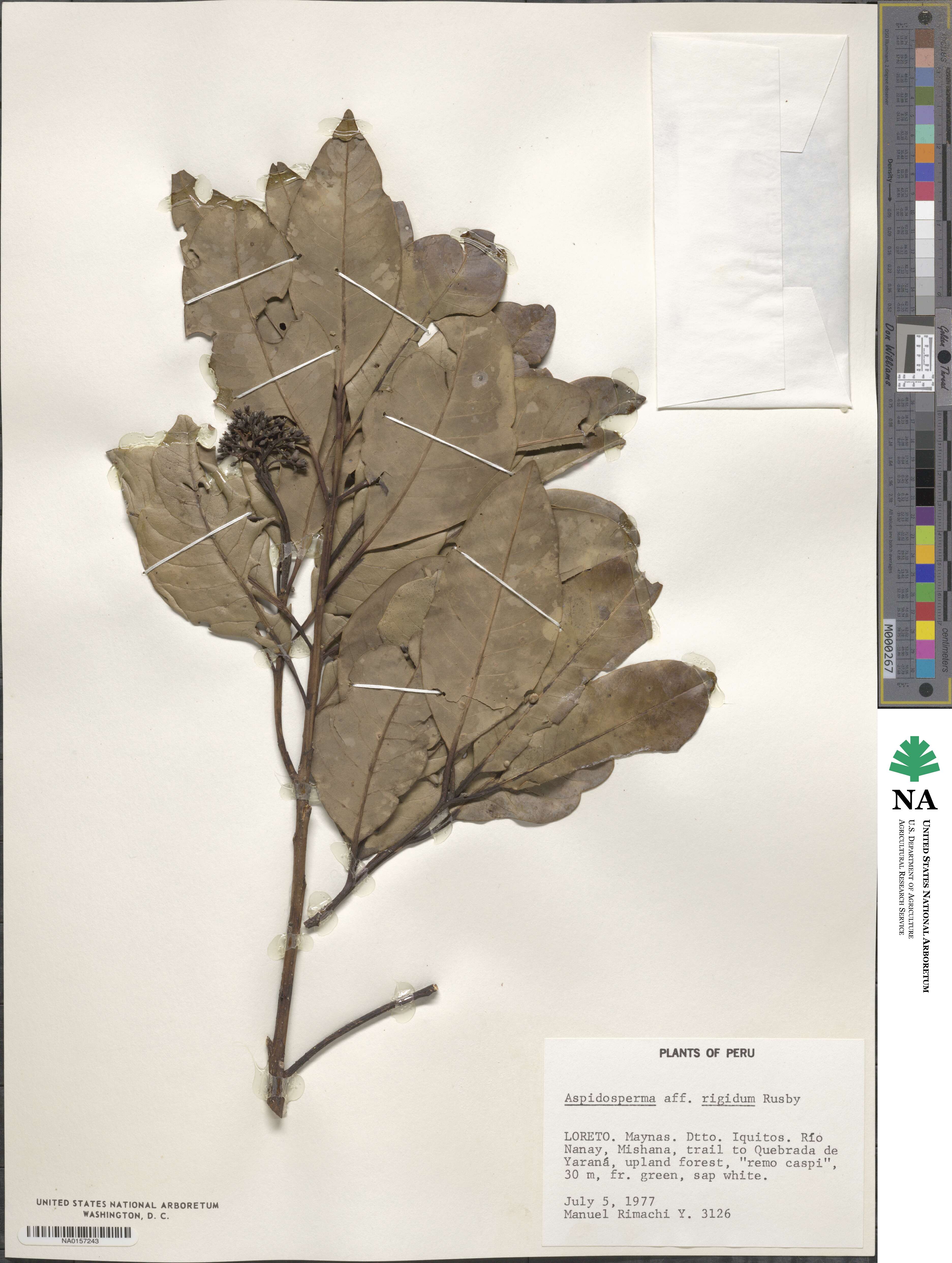 Aspidosperma rigidum image