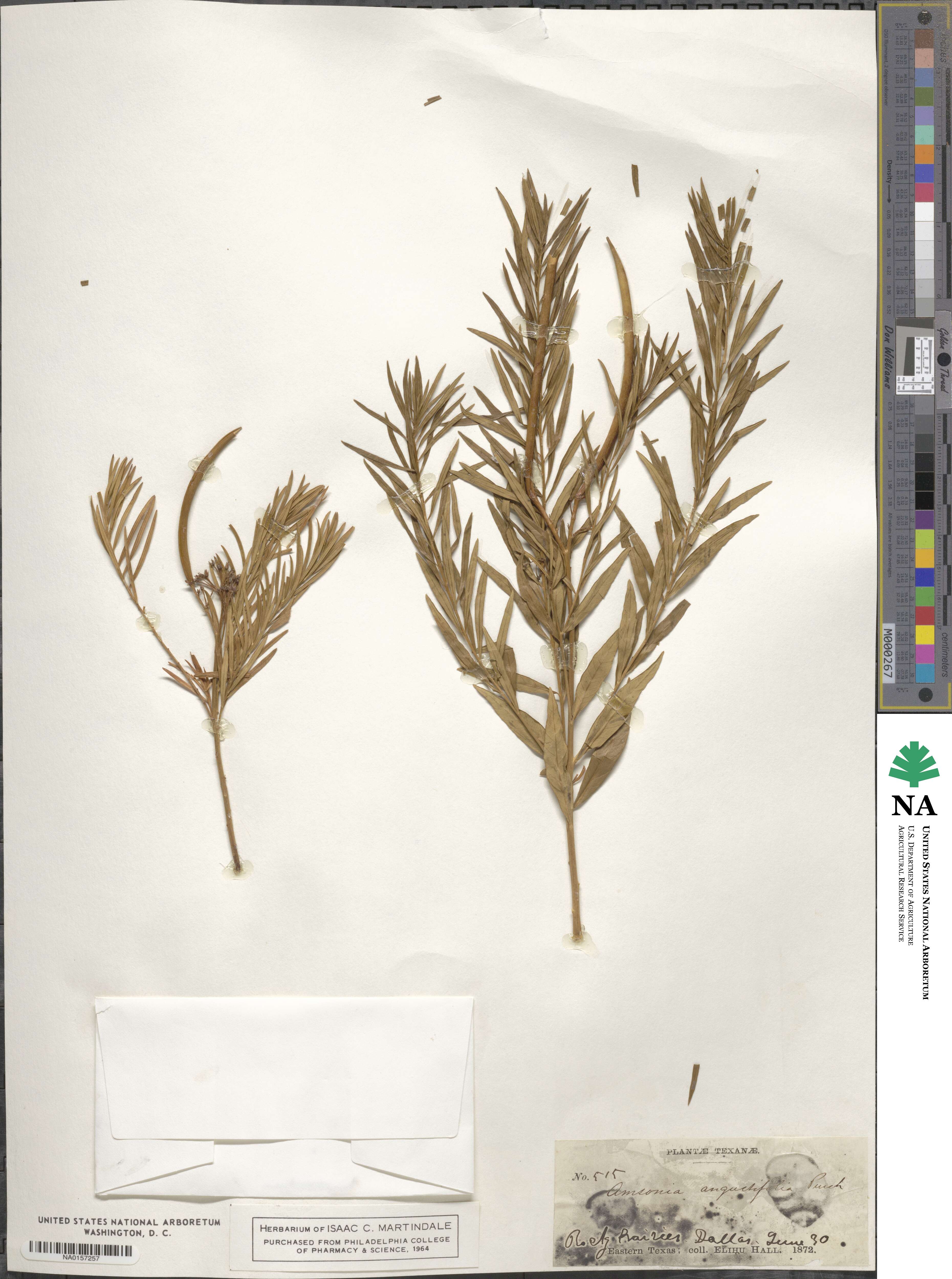 Amsonia ciliata image