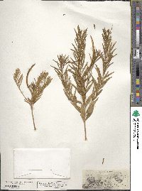 Amsonia ciliata image