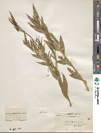 Image of Amsonia palmeri