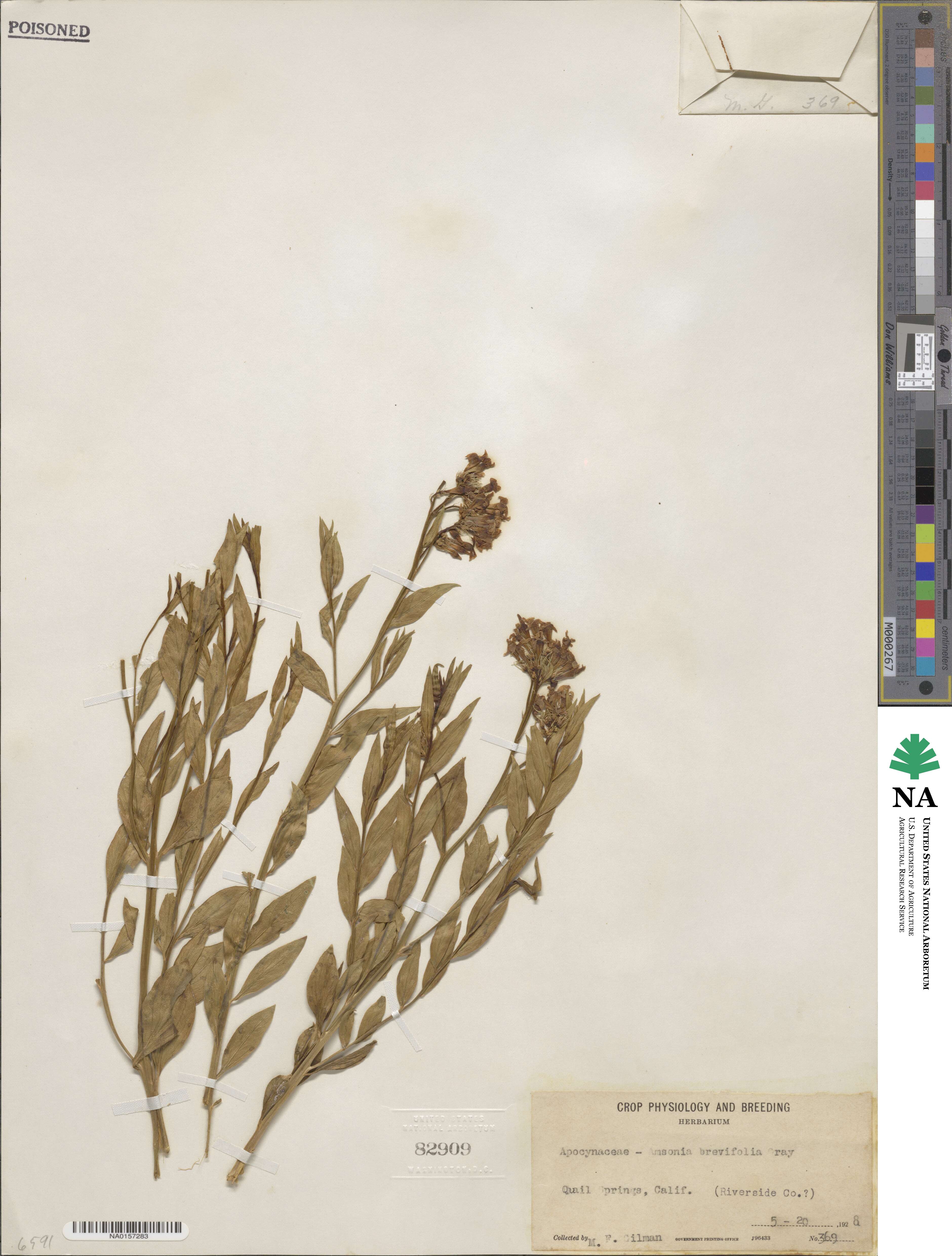 Amsonia tomentosa image