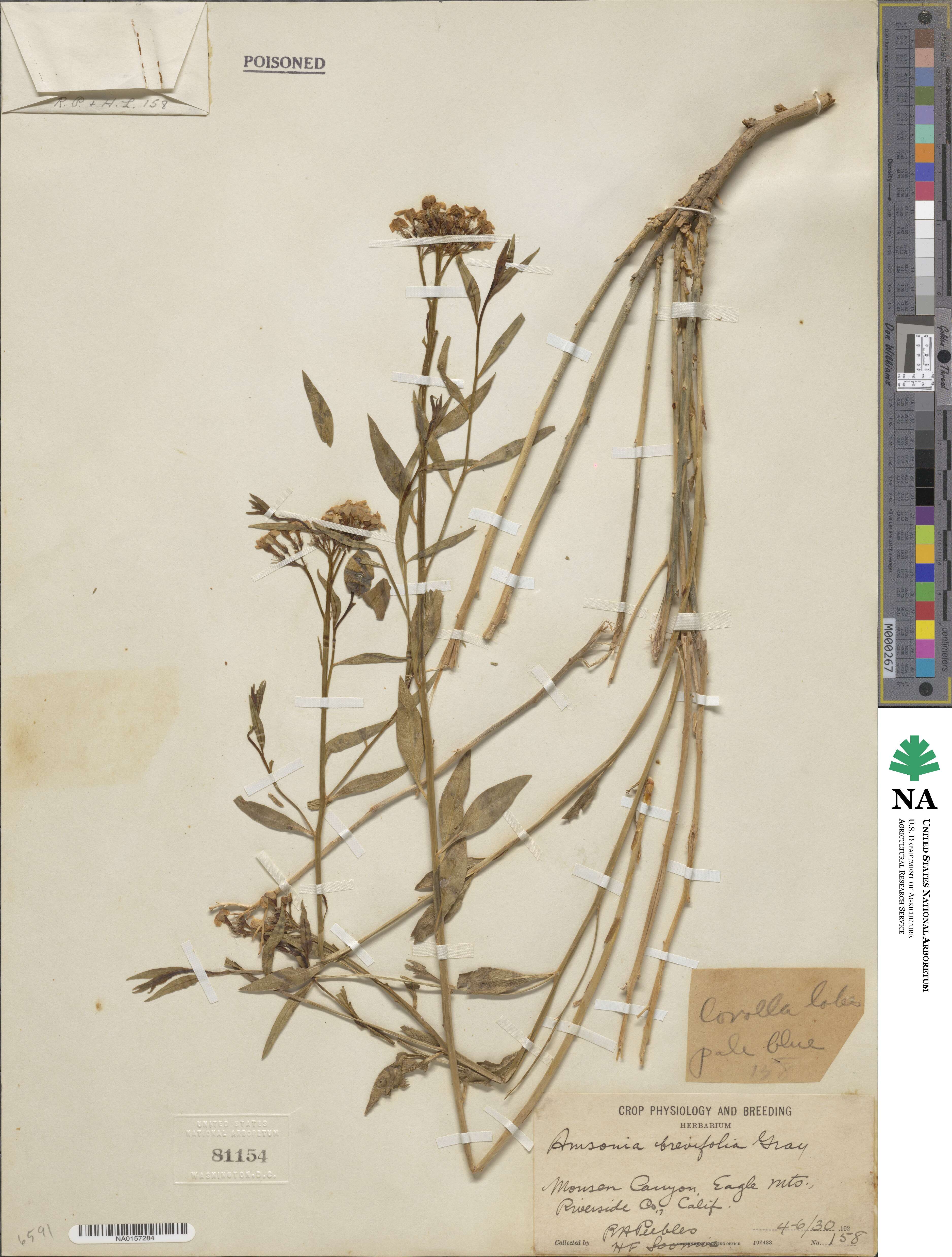 Amsonia tomentosa image