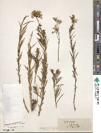 Amsonia ciliata image