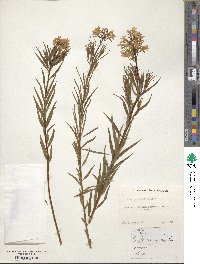 Amsonia ciliata image