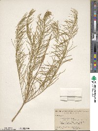 Amsonia ciliata image