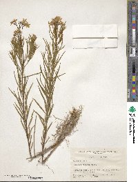 Amsonia ciliata image