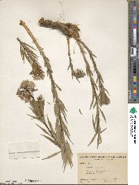 Amsonia ciliata image