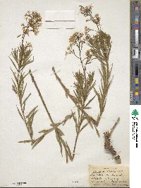 Amsonia ciliata image